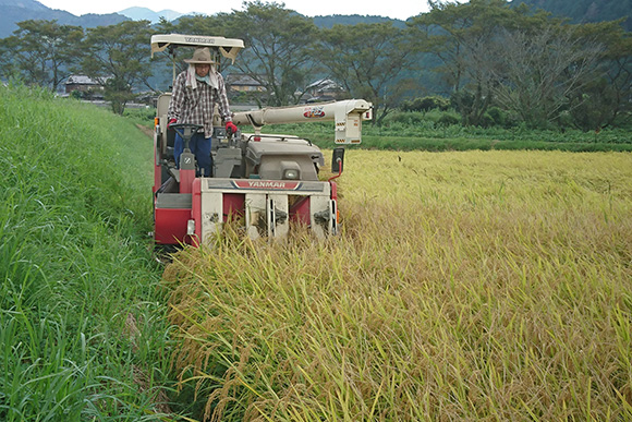 兵庫県 多可町産コシヒカリ